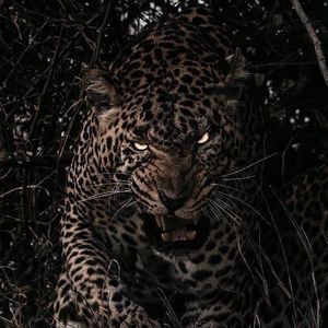 裸体美女2小时免费看
